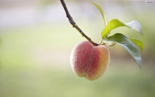 Fruit closeup tree branch blurry - simple form free wallpaper