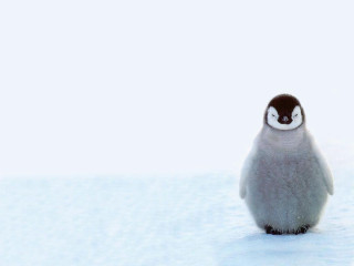 Penguin snow eyes closed black - a black nose free wallpaper