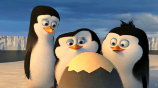 Penguins snow egg group standing - ground free wallpaper