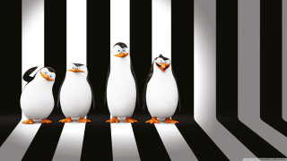 Penguins striped room black white - three penguin free wallpaper