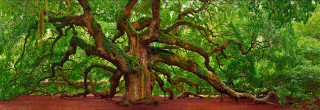 Large tree forest red dirt - many free wallpaper