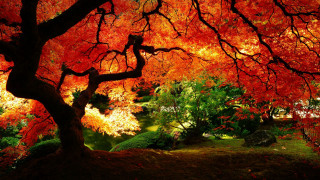 Tree red leaves park bench 6 - a park free wallpaper