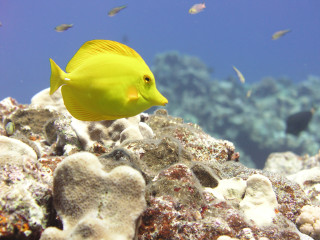 Yellow fish swimming water corals - aquirax uno free wallpaper for desktop