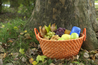 Basket fruit grass tree autumn - the grass next free wallpaper