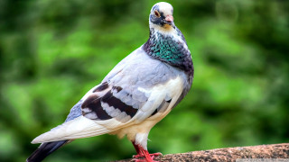 Multicolored bird sitting branch green - upper body free wallpaper