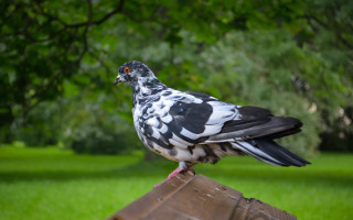 Bird wooden post park trees - clovis trouille free wallpaper