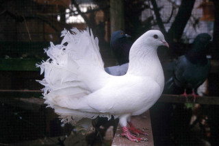 White bird feathers ledge caged - upper body free wallpaper