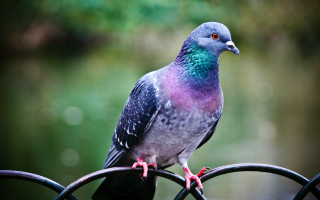 Colorful bird metal fence post - a pond and trees free wallpaper