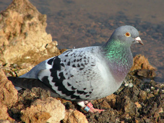Pigeon sitting rock water green - male free wallpaper