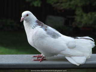 White pigeon wooden ledge outside - outside free wallpaper