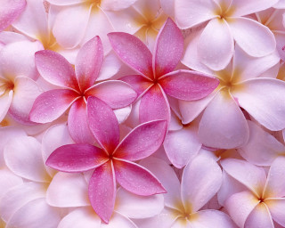 Pink white flowers water droplets - a close up of a bunch free wallpaper