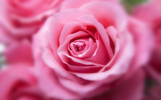 Pink rose closeup rococo macro - anna maria barbara abesch free wallpaper