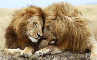 Two lions laying down grass - the grass together free wallpaper