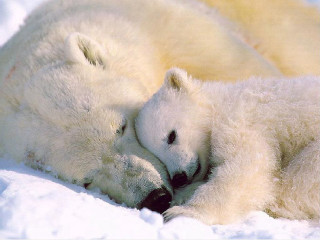 Polar bear cub cuddle snow - a polar bear free wallpaper