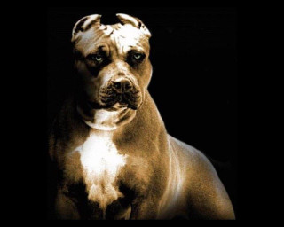 Brown white dog black background - a white border free wallpaper