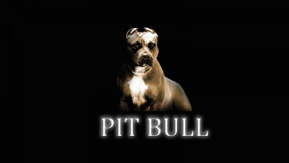 Dog dark pit bull background - video art free wallpaper