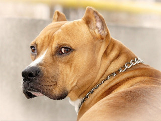 Sad dog chain looking camera - its neck free wallpaper