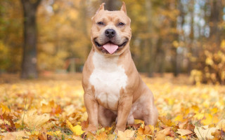 Dog sitting field leaves tongue - its tongue free wallpaper