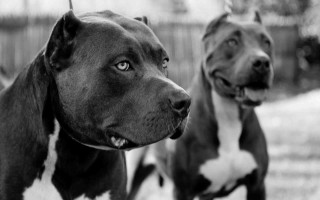 Two dogs standing grass black - the camera and the other free wallpaper