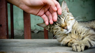 Person petting cat nose hand - neoism free wallpaper