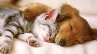 Dog cat sleeping together on - a bed together free wallpaper