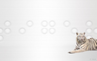 White tiger laying white wall - a white tiger free wallpaper