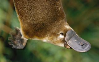 Animal metal object mouth blurry - amédée ozenfant free wallpaper