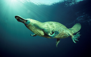 Large turtle swimming ocean light - photoreal free wallpaper