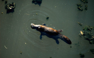 Fish swimming water algae backend - a fish free wallpaper