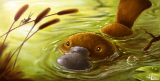 Duck floating pond fish mouth - amédée ozenfant free wallpaper