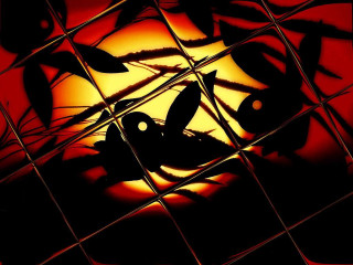 Bird reflection red background yellow - photo of a bird free wallpaper