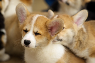 Puppies sitting closed eyes closed - closed free wallpaper