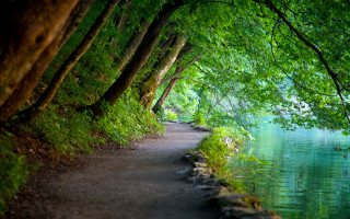 Path water trees bench forest - alen divi free wallpaper