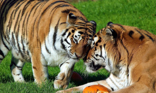 Tigers playing grass sunny day - the grass together free wallpaper