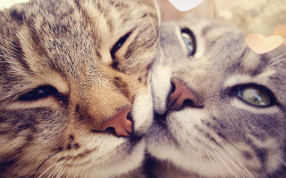 Two cats touching noses laying - bálint kiss free wallpaper