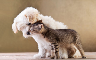 Cat dog table rubbing face - a cat and a dog free wallpaper