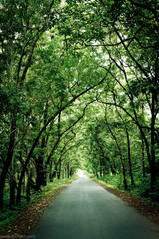 Forest leaves bench sunlight trees - free forest wallpaper