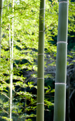 Bamboo green leaves blurry background - free nature wallpaper