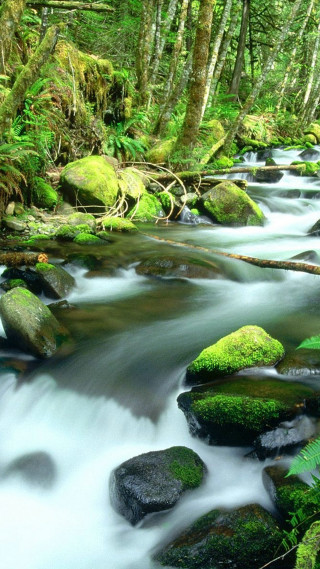 Stream lush green forest rocks 3 - the rock free wallpaper