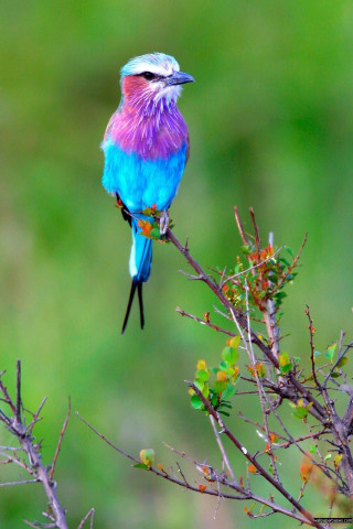 Colorful bird perched branch tree 2 - a branch of a tree free wallpaper