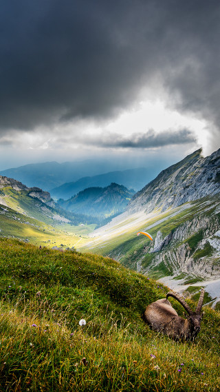 Mountain goat laying valley cloudy - winning free wallpaper
