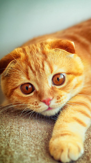Cat laying couch paw pillow - computer art free wallpaper
