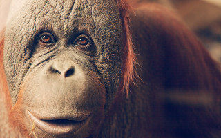 Monkey smile closeup portrait blurry - a close up of a monkey with free wallpaper