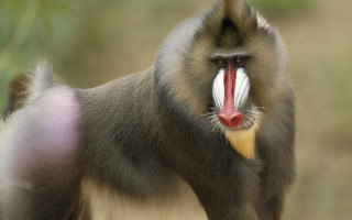 Monkey long tongue red nose - alex petruk ape free wallpaper