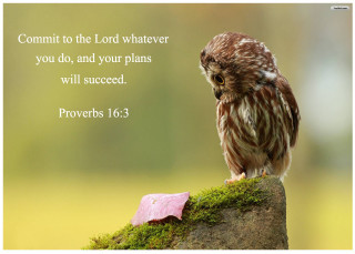 Small owl on rock bible - a bible verse below free wallpaper