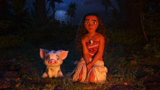 Woman pig forest night full - a woman sitting next free wallpaper