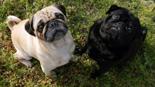 Two pugs grass looking up - the picture free wallpaper