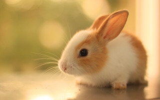 Small rabbit sitting table looking - the camera lense free wallpaper