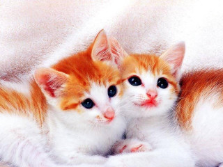 Two kittens laying down blanket - computer art free wallpaper