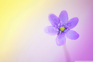 Purple flower yellow center pink 2 - a purple flower free wallpaper